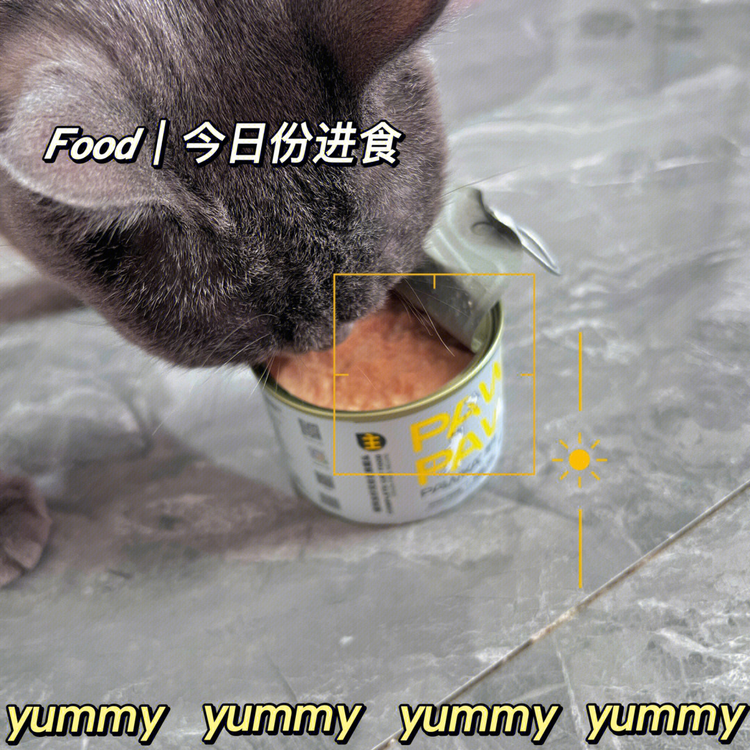 猫咪大战争无限罐头版10.4_猫咪大战争无限猫罐头_猫咪大战争罐头