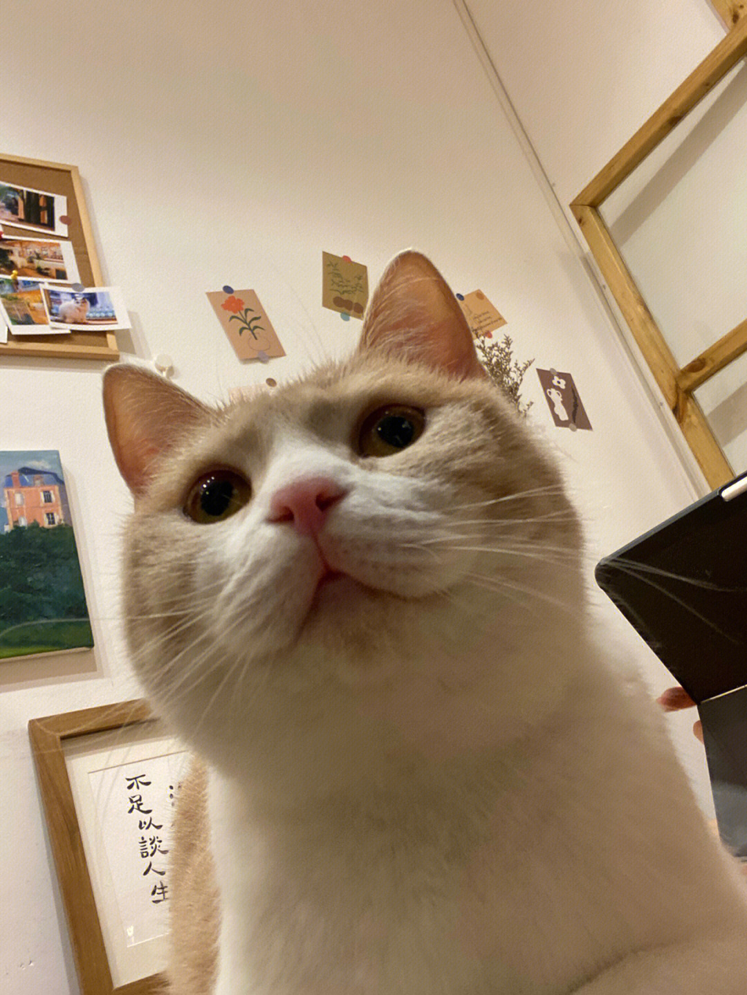 视频偷猫训练手机游戏叫什么_偷猫神器_训练猫偷手机游戏视频