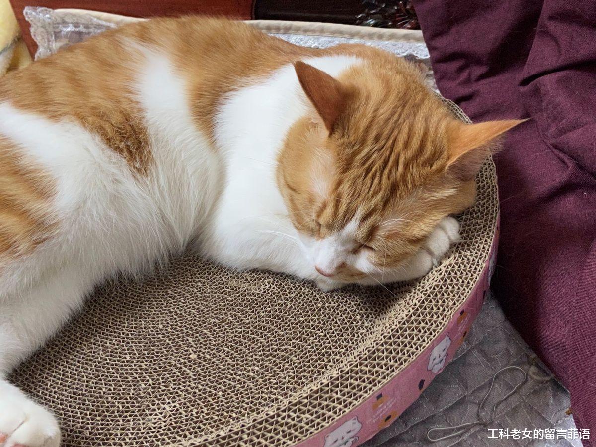 手机猫咪游戏_手机自带猫游戏_猫玩的游戏app