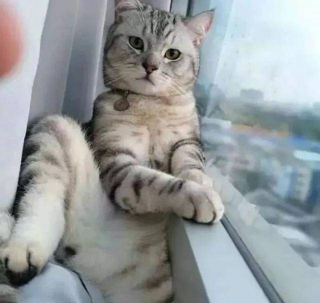 猫玩的游戏app_手机自带猫游戏_手机猫咪游戏