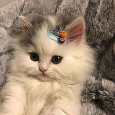 头像猫咪可爱图片大全呆萌_头像猫咪可爱图片动漫_头像猫咪图片可爱
