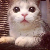 头像猫咪可爱图片动漫_头像猫咪图片可爱_头像猫咪可爱图片大全呆萌