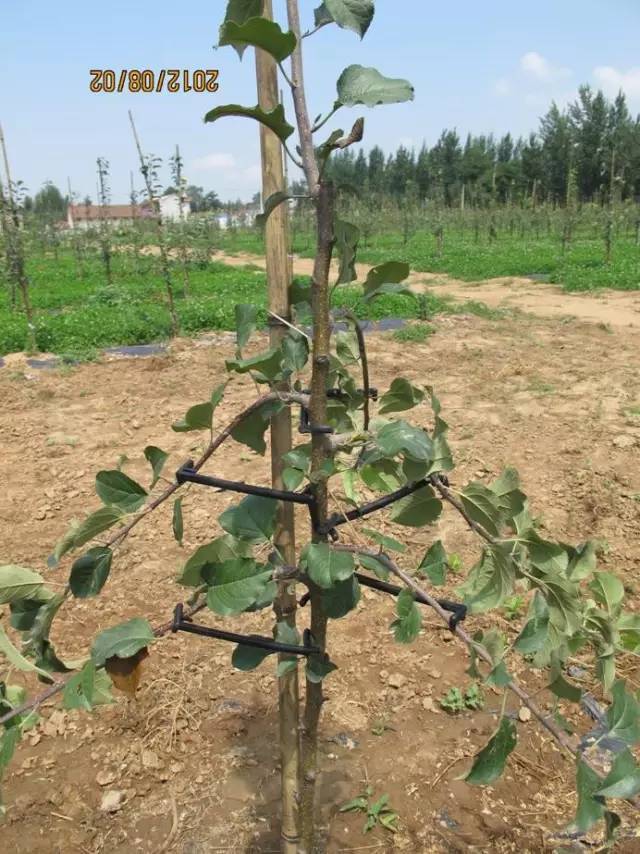 立体苹果怎么画_立体苹果怎么画素描_立体苹果