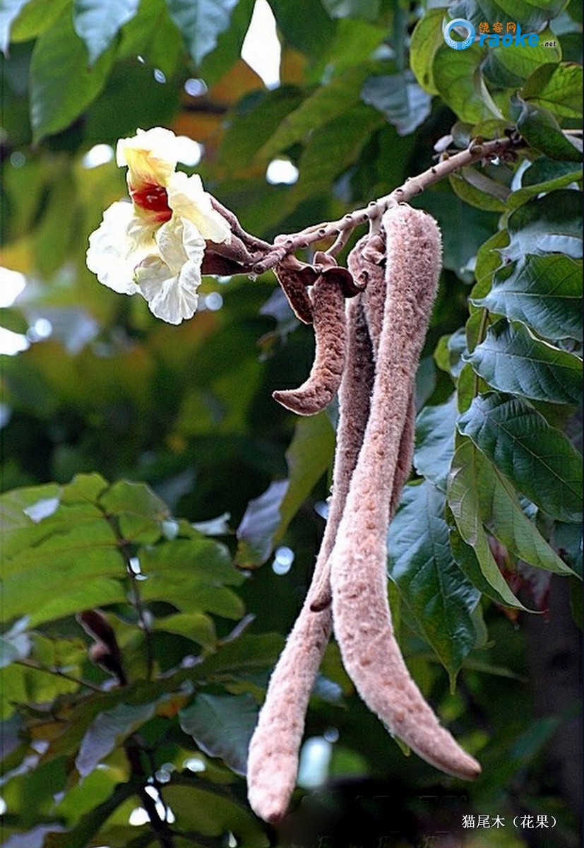 猫尾香蒲怎么用_猫尾香蒲_香蒲猫尾草