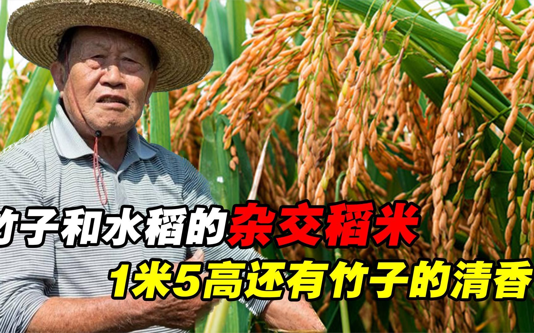 稻波七海攻略_稻波七海隐藏_波稻