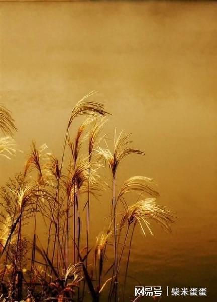 计组词_计都_耳温计和额温计