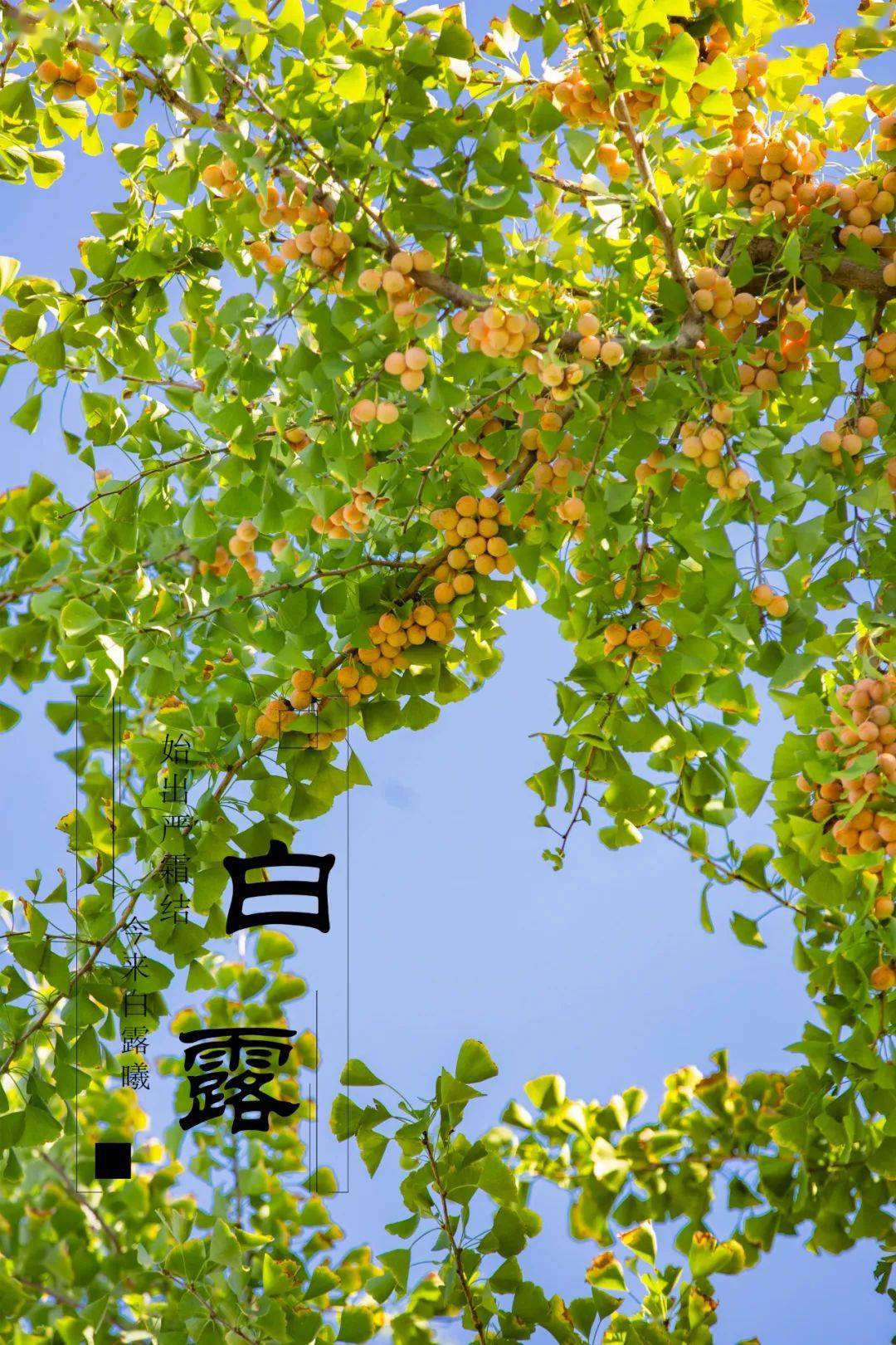 白露是什么季节什么意思_白露是在几月几日_白露是什么时候