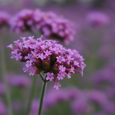 永不落幕的前奏诗_落幕之舞_落幕前面加什么词