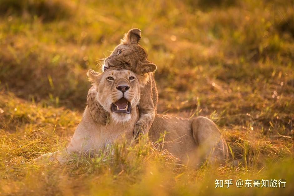 考拉是什么动物的代称_动物考拉的性格特点是什么_考拉是什么动物的别称
