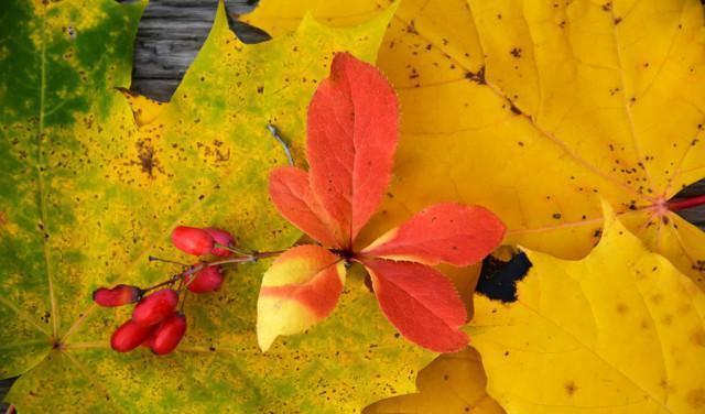 伊井野弥子第几话骨折_伊井野弥子日语发音_伊井野弥子