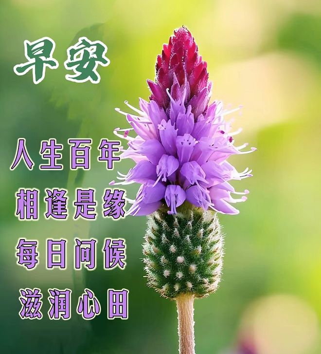 莉莉卡_莉莉卡_莉莉卡