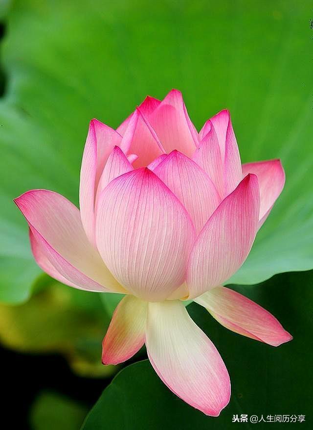 小丑电影免费播放_电影小丑在线看免费_电影《小丑》免费观看