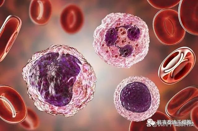 死亡细胞藏骨堂路线_死亡细胞藏骨堂怪图鉴_死亡细胞藏骨堂后面是什么