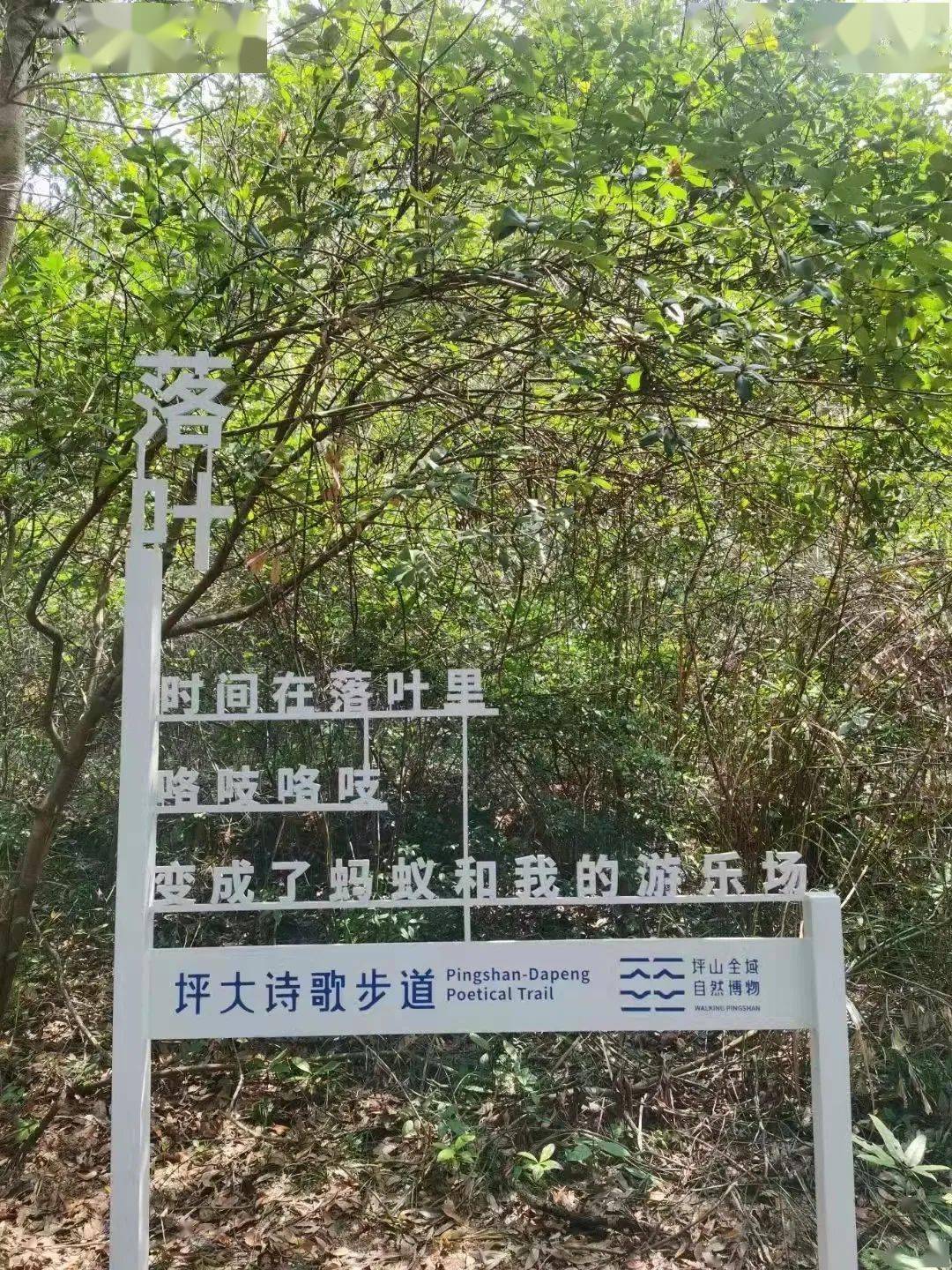 苹果大全大图_大全苹果图片手机壁纸高清_苹果手机13图片大全