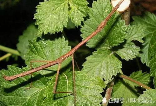 怀孕4个月包胎肚子痛吃什么好_胎包是什么意思呀_双包胎手机游戏