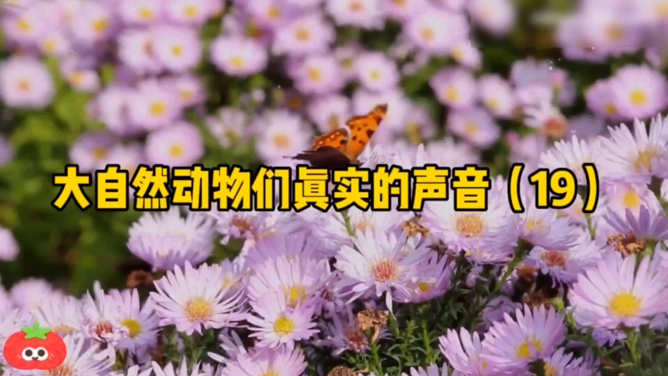 绘里是谁_中村绘里子_绘里是什么意思