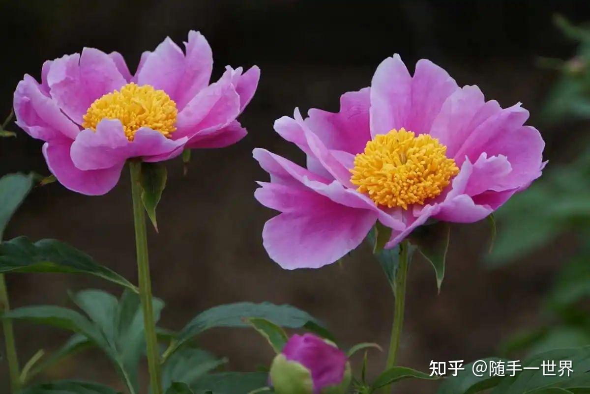 活着电影在线_《活着》电影免费观看完整版_《活着》电影在线观看