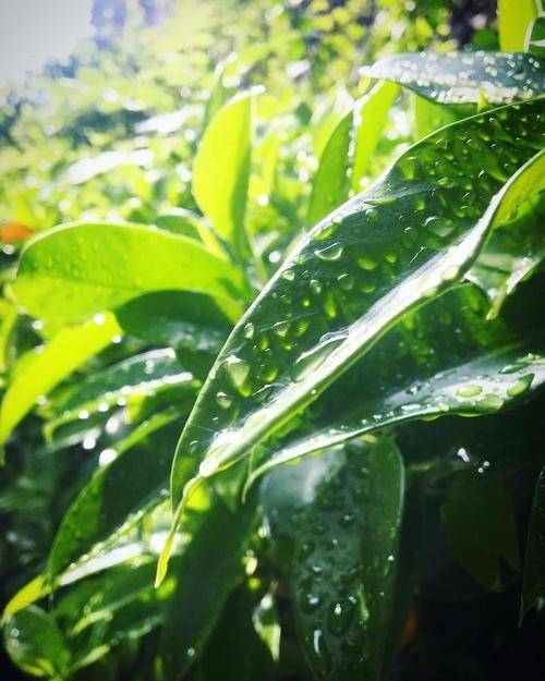 麦箭是什么_麦箭_麦箭图片