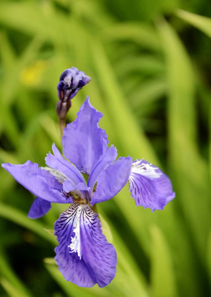 烟烟罗怎么打_烟烟罗_烟烟罗哪里多