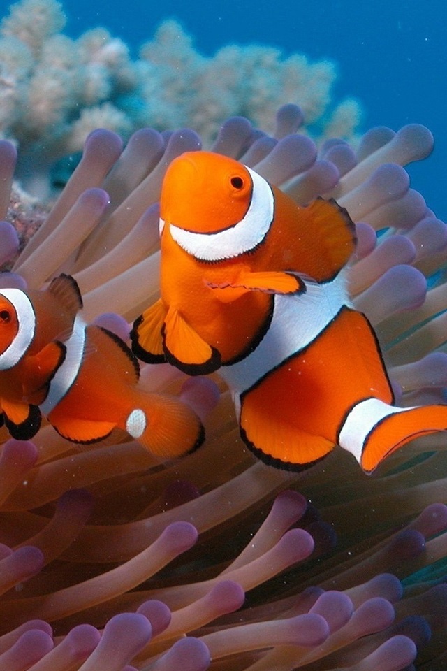 唯美手机游戏 关于鱼的_唯美钓鱼下载_唯美钓鱼ios