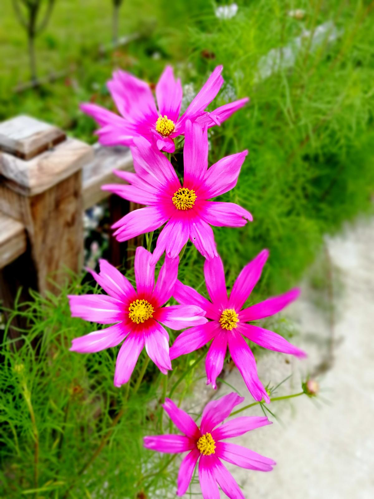 正一_正一派_正一道