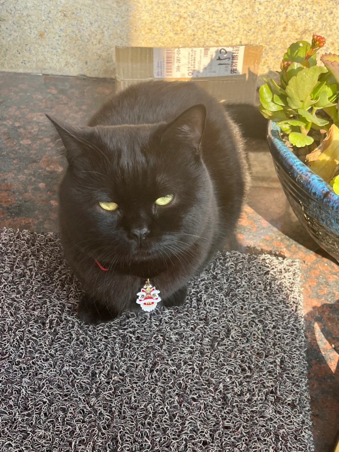 猫咪互动小游戏_小猫默契手机游戏叫什么_小猫默契手机游戏