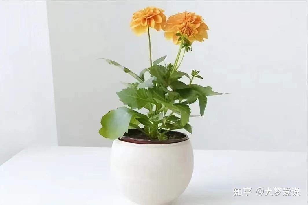 强制英文缩写_强制英文_强制英文是什么