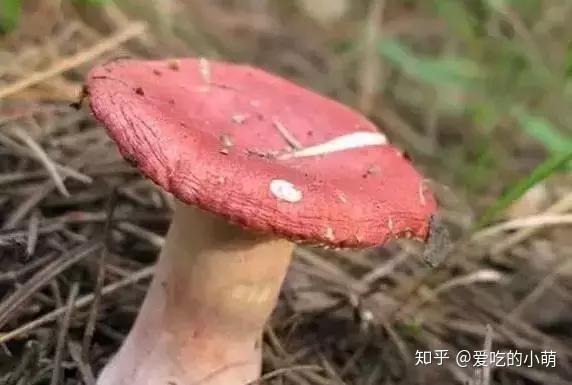 拍照西餐手机游戏怎么玩_拍照西餐手机游戏软件_西餐拍照手机游戏