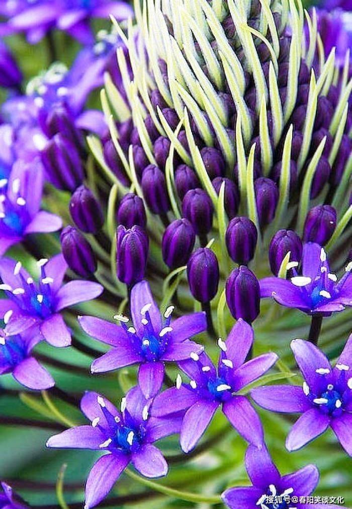 宫泽风花_宫泽风花双马尾_宫泽风花生日