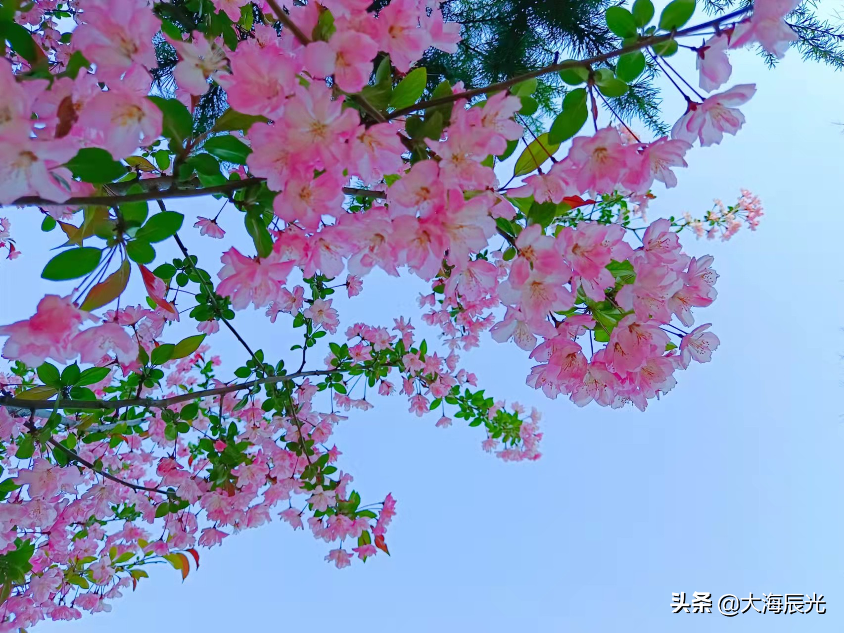 澄田花苗台词_澄田花苗_澄田花苗头像