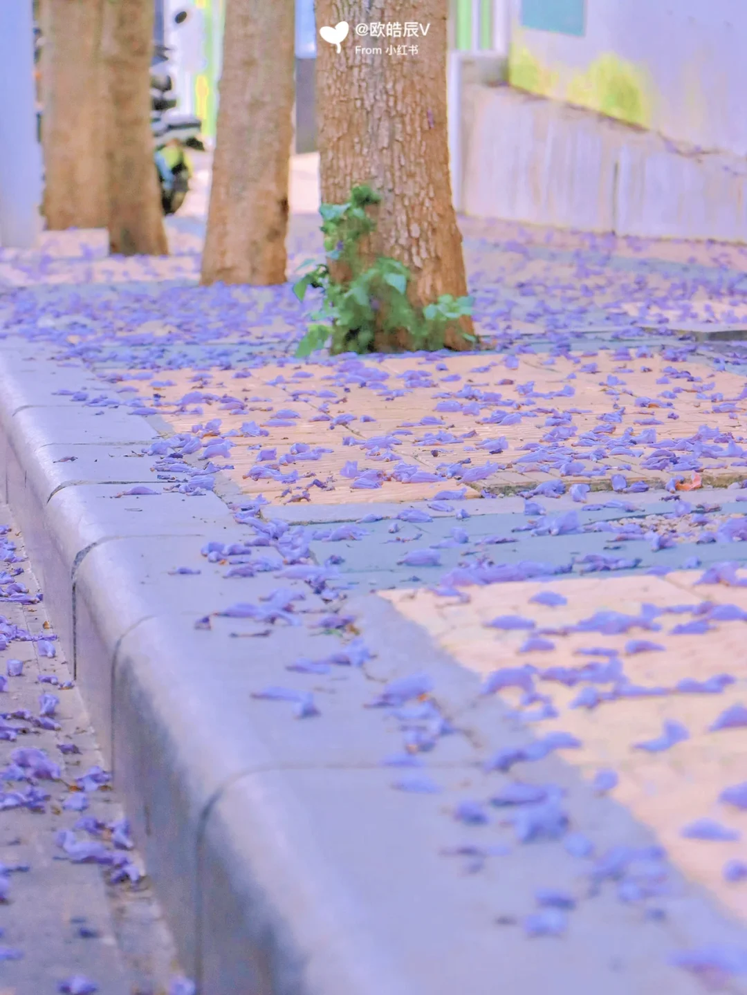 澄田花苗头像_澄田花苗_澄田花苗台词