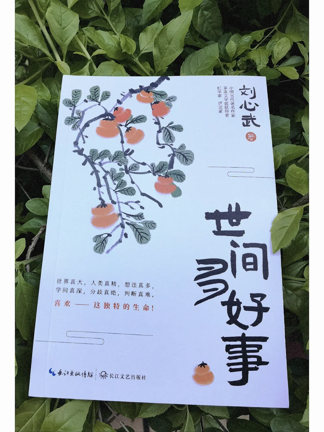 麦箭_麦箭是什么_麦箭图片