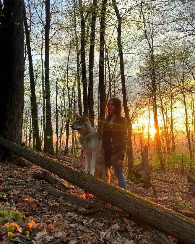 小狼游戏app_小狼 手机游戏_小狼手机游戏软件