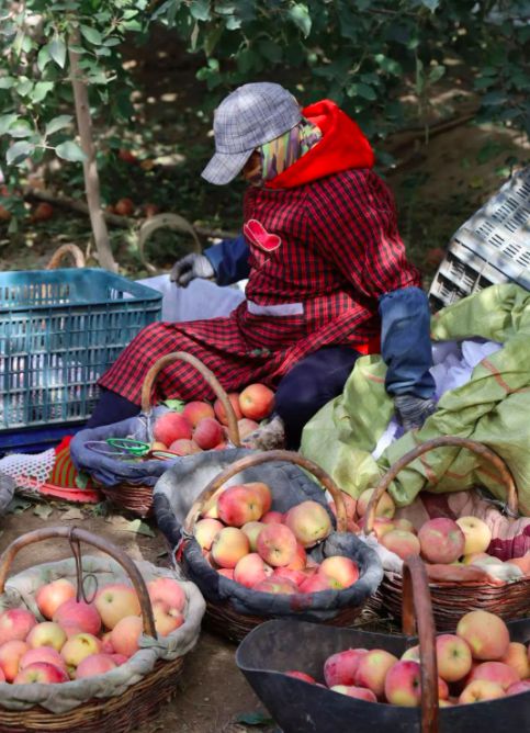 比特慧星_比特彗星官网_比特慧星安卓