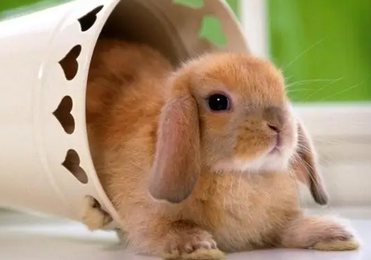 生肖属年龄_生肖属年龄对照表_2023年生肖属什么