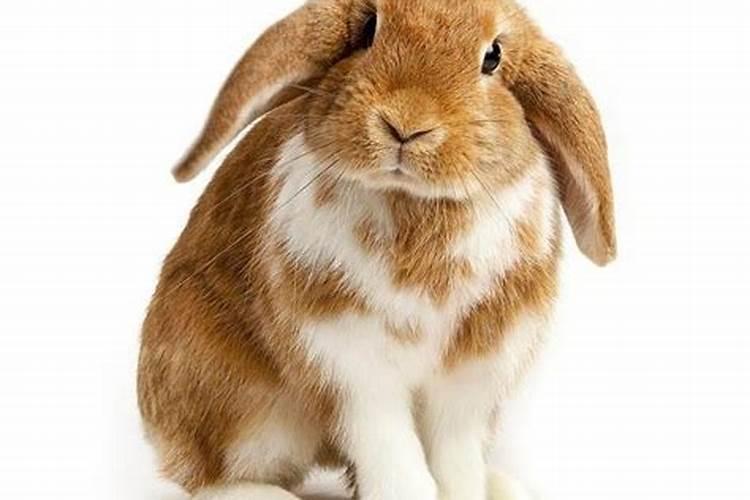 生肖属年龄_2023年生肖属什么_生肖属年龄对照表