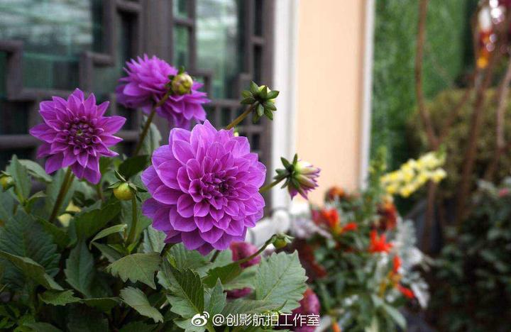 懒懒语音_懒懒_懒懒