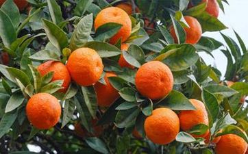 最强女m_最强女m_最强女m