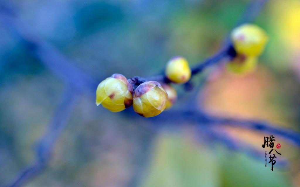 孤挺花_孤挺花_孤挺花