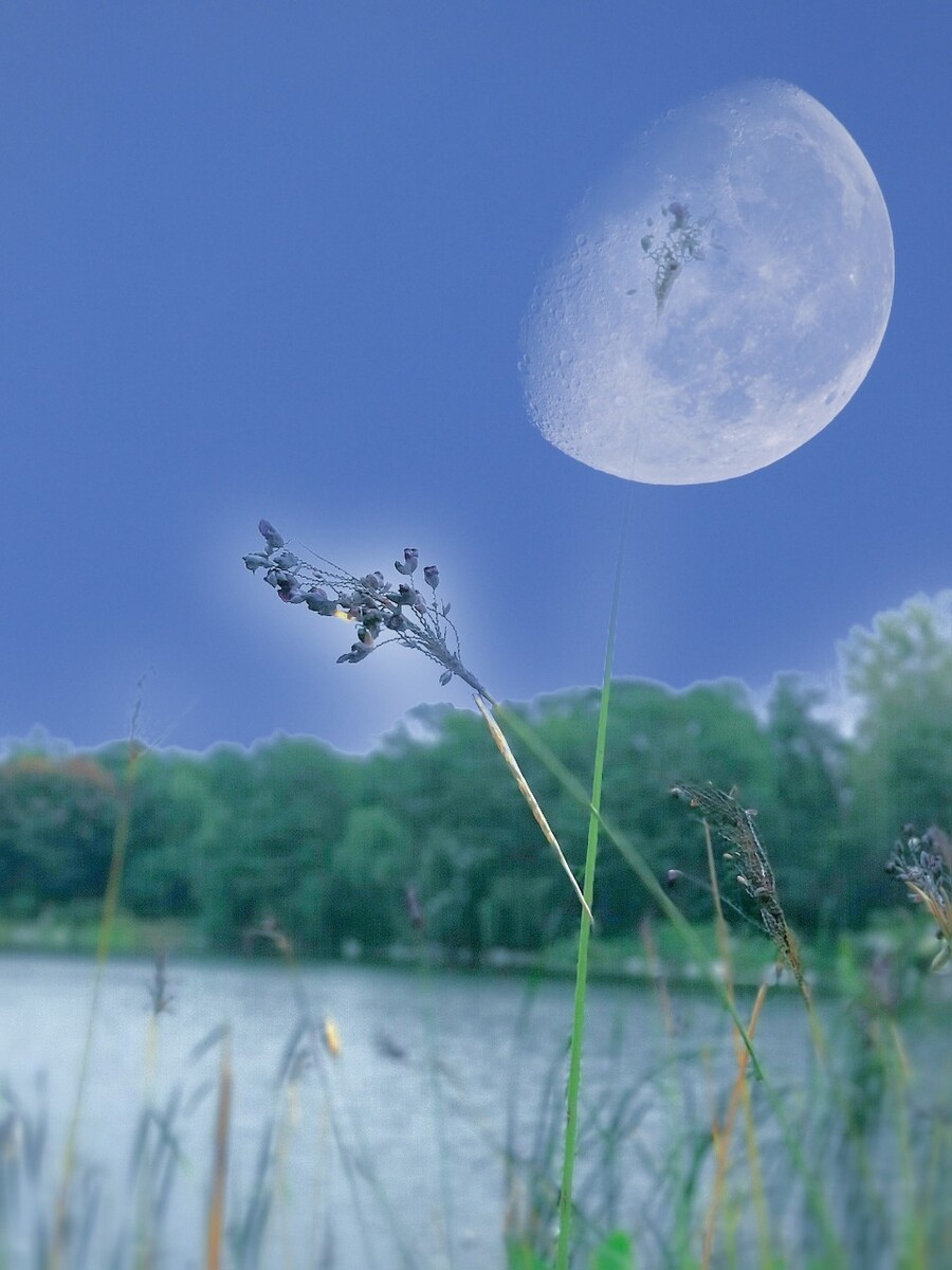 孤挺花_孤挺花_孤挺花