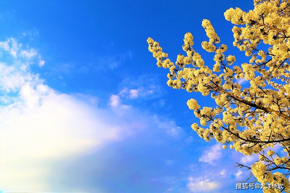 孤挺花_孤挺花_孤挺花