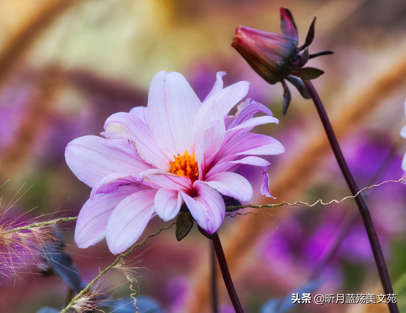 八神吉凶_魔八神_八神光